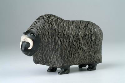 33. Musk Ox