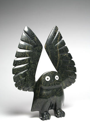 82. Alerted Owl