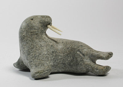 29. Walrus