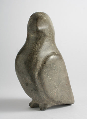 32. Murre