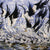 Snow Geese left panel
