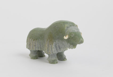 Muskox