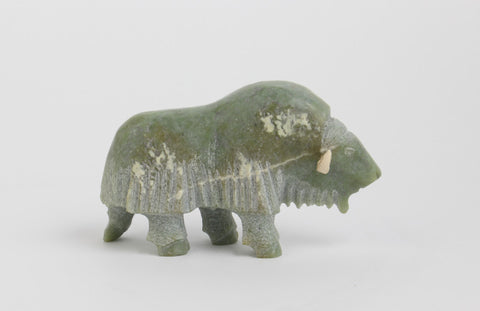 Muskox