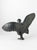 Dancing Bird