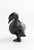 Dancing Bird