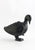 Dancing Bird
