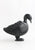 Dancing Bird
