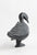 Dancing Bird