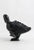 Dancing Bird