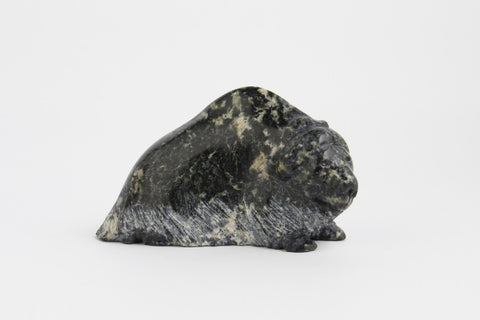 Muskox