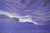 Purple Dusk