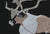 Untitled (Caribou)