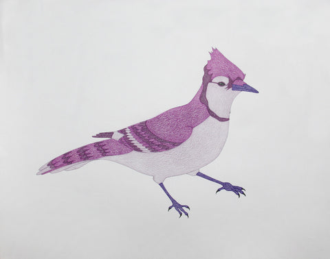 Untitled (Pink Jay)