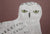 Snow Owl