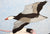 Untitled (Flying Birds)