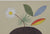 Plant Food