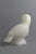 Perching Owl