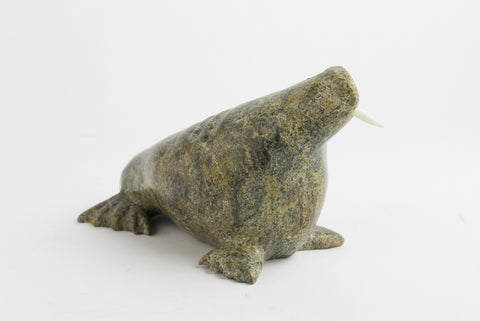 Walrus