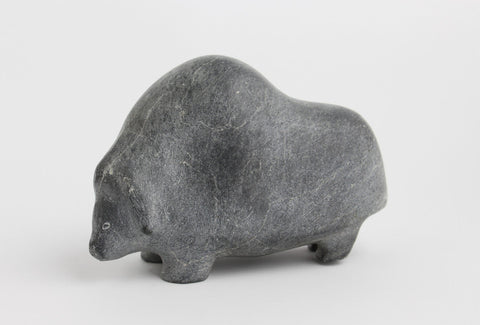 Muskox, 1980
