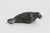 Seal, c.1950’s
