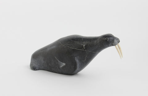 Walrus