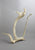 Birds, Fish, Whales, Inuit, Igloo on Antler