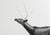Caribou
