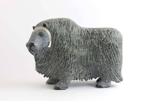 Muskox