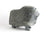 Muskox