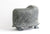 Muskox