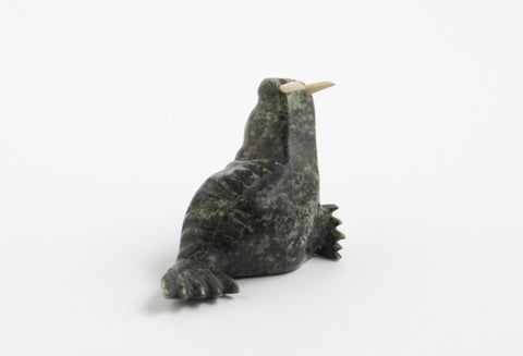 Walrus