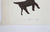 Owl and Dogs