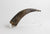 Carved Mountain Goat Horn