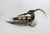 Cormorant Rattle