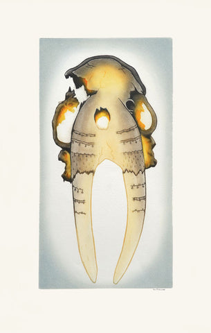 Ancient Walrus Skull