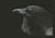 Nunavuup Tuluganga- Nunavut’s Raven  by Tim Pitsiulak Inuit Artist from Cape Dorset