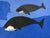 Bowhead Whale by Pauojoungie Saggiai