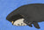 Bowhead Whale (Two Whales)