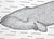 Bowhead Whale, 2019