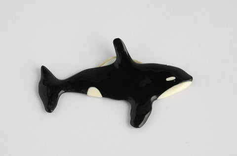 Young Killerwhale