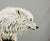 Dreaming of a White Wolf