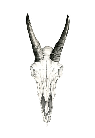 Mountain Goat Skull