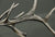 The Harvest – Elk
