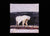 Untitled (Polar Bear)