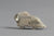 Muskox