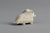 Muskox