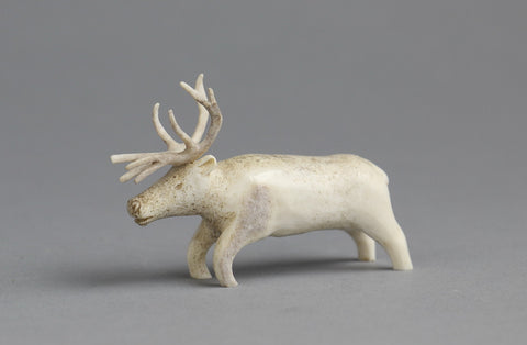 Reindeer