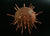 Sea Urchin (Tutsup) Rattle
