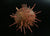 Sea Urchin (Tutsup) Rattle